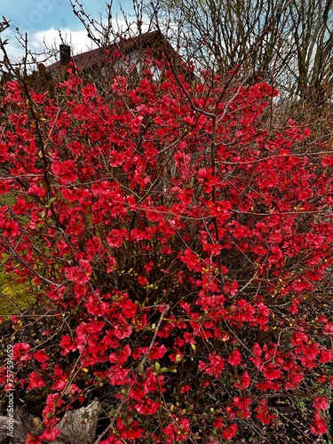 a spring flowering tree in the garden