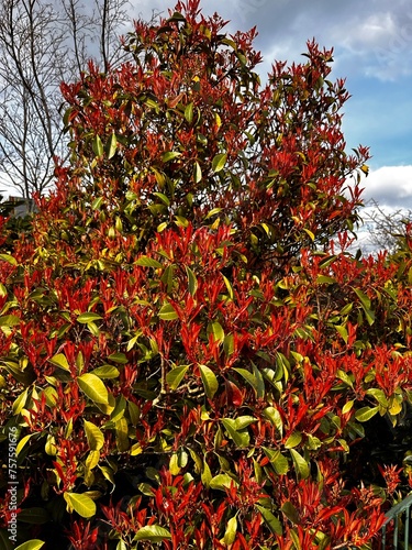 a spring flowering tree in the garden