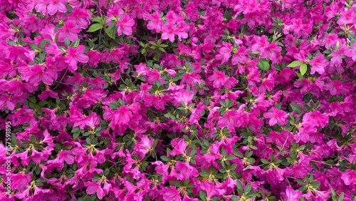pink flowers in the garden, USA