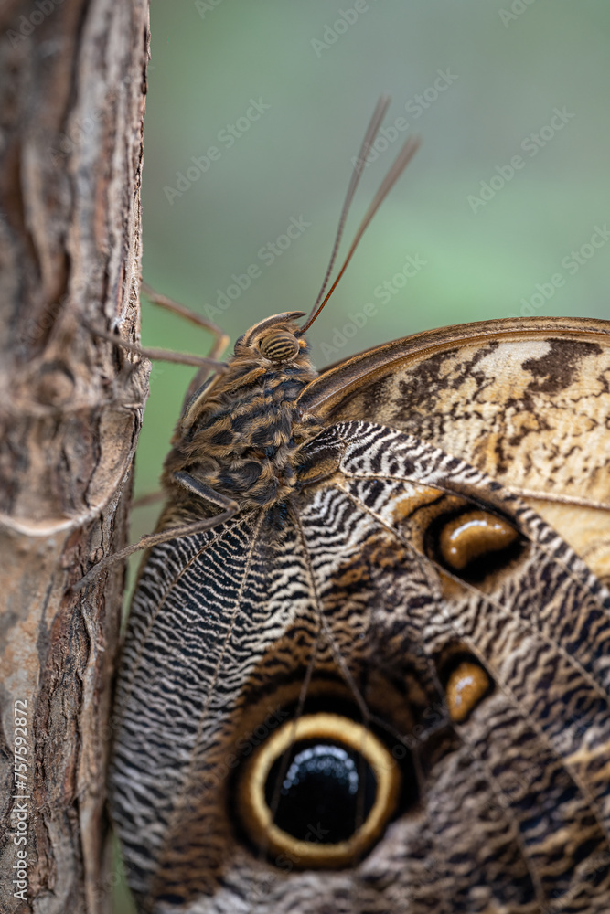 Fototapeta premium A large butterfly with closed wings and eyes.