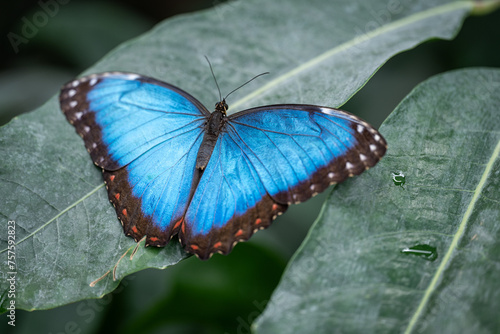 A large butterfly with open blue wings.