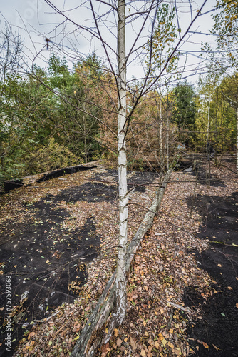 Birch trees on the roof of country club in Illinci abandoned village in Chernobyl Exclusion Zone, Ukraine photo