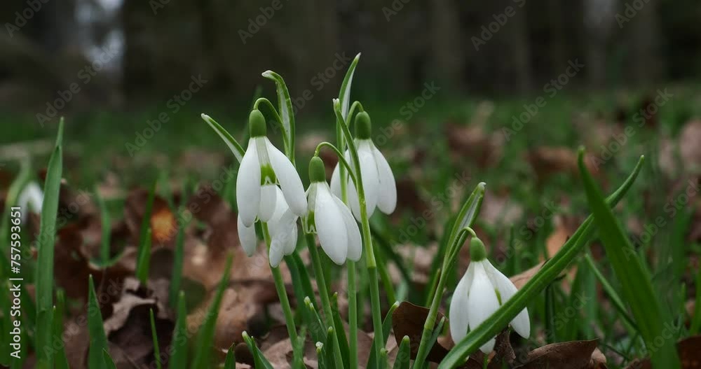 snowdrops and bird songs in sunshine at a park with woods snowdrops and bird songs in sunshine at a park with woods