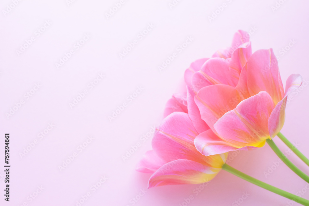 Bouquet of pink spring tulips and place for text for Mother's Day or Women on a pink background. Top view flat style.