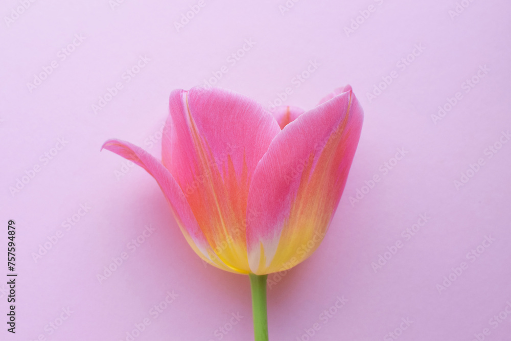 One pink tulip closeup on a pink background