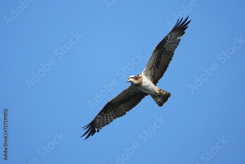 osprey is hunting a fish