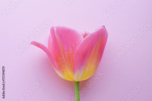 One pink tulip closeup on a pink background © Oksana