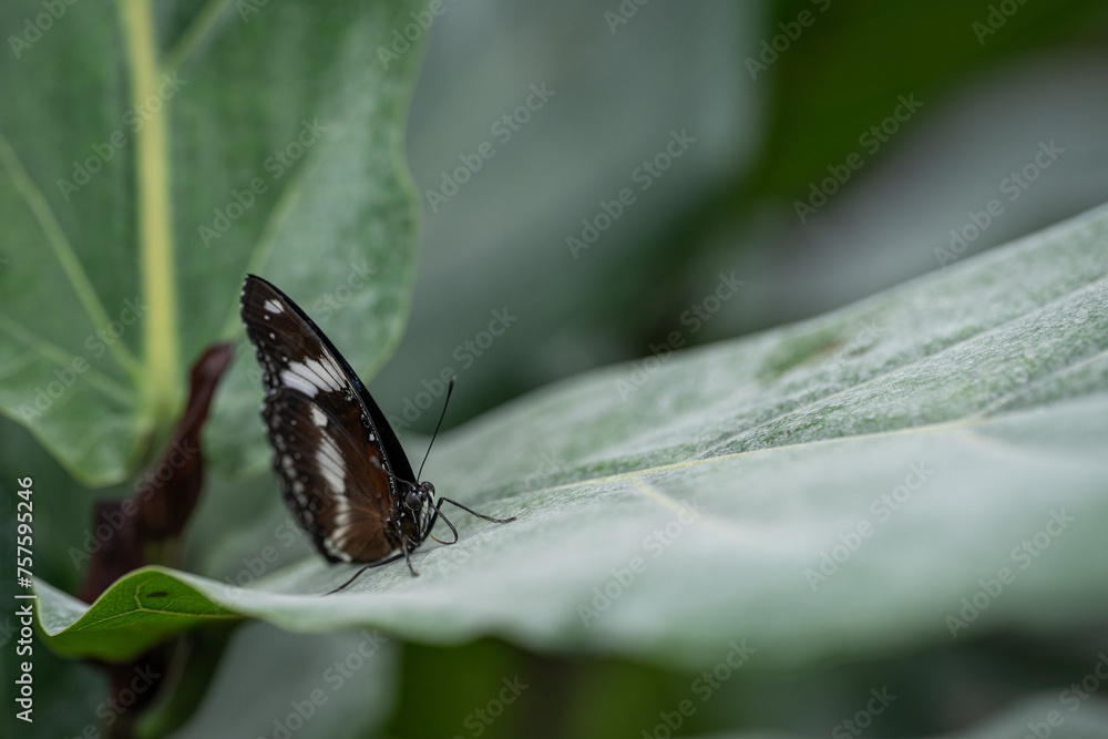 A dark butterfly with a white stripe of closed wings. A dark butterfly with a white stripe of closed wings.