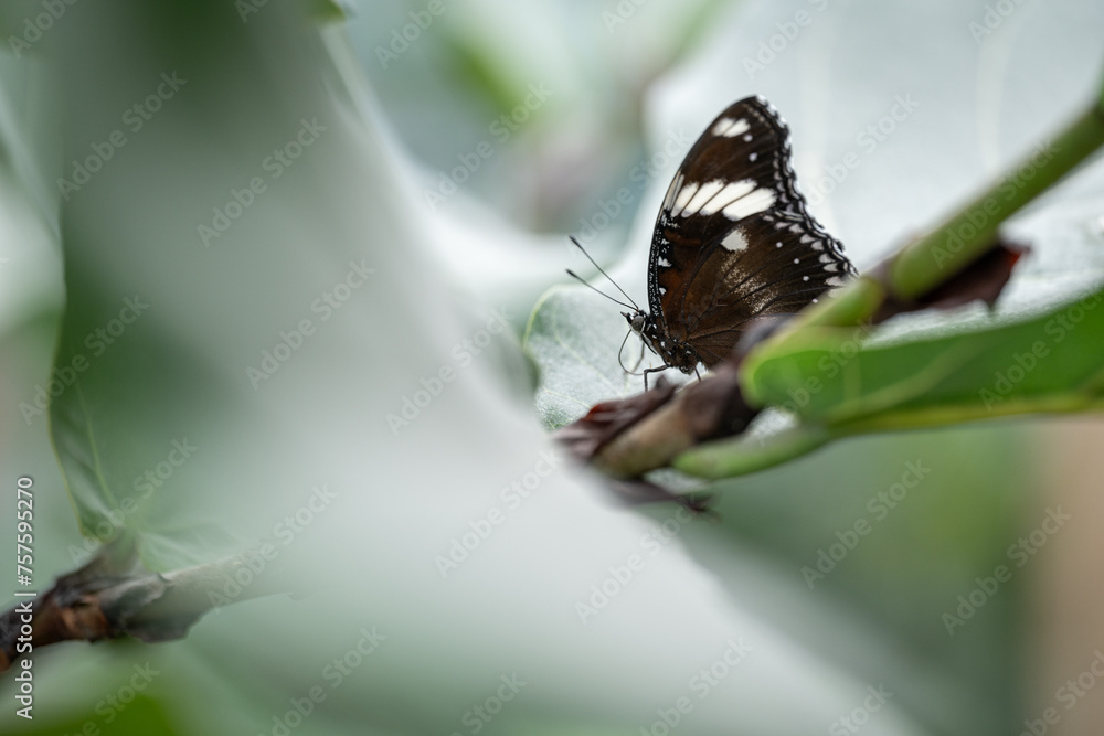 A dark butterfly with a white stripe of closed wings. A dark butterfly with a white stripe of closed wings.