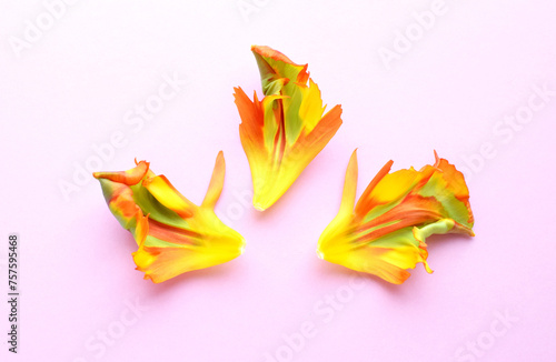 Rococo orange tulip flower with torn corrugated petals.