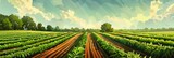 Carrot Field, Carrot Crop, Many Carrots Agriculture Landscape, Vegetable Farm, Drawing Imitation