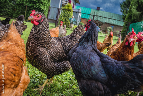 Group of chickens on free range chicken farm in Masovia region, Poland