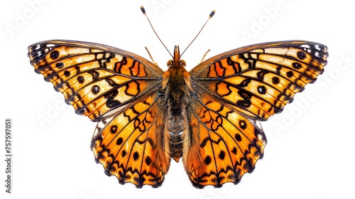 Melitaea phoebe butterfly, Knapweed fritillary isolated on white, top view
 photo