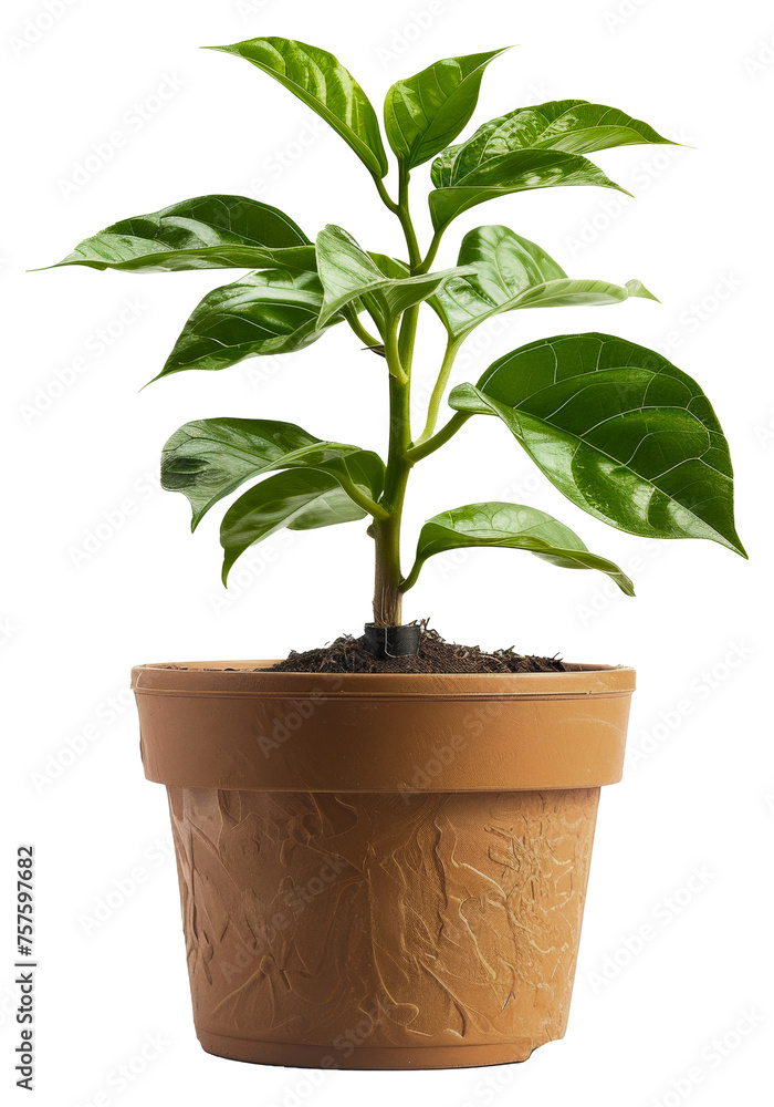 Plant with glossy leaves in a orange textured pot, cut out - stock png. Plant with glossy leaves in a orange textured pot, cut out - stock png.