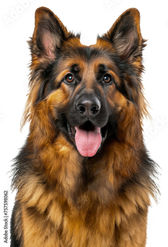 Alert German Shepherd dog with tongue out looking friendly, cut out - stock png.