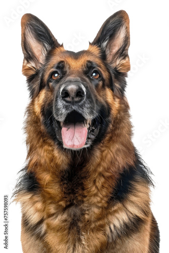 Alert German Shepherd dog with tongue out looking friendly, cut out - stock png.