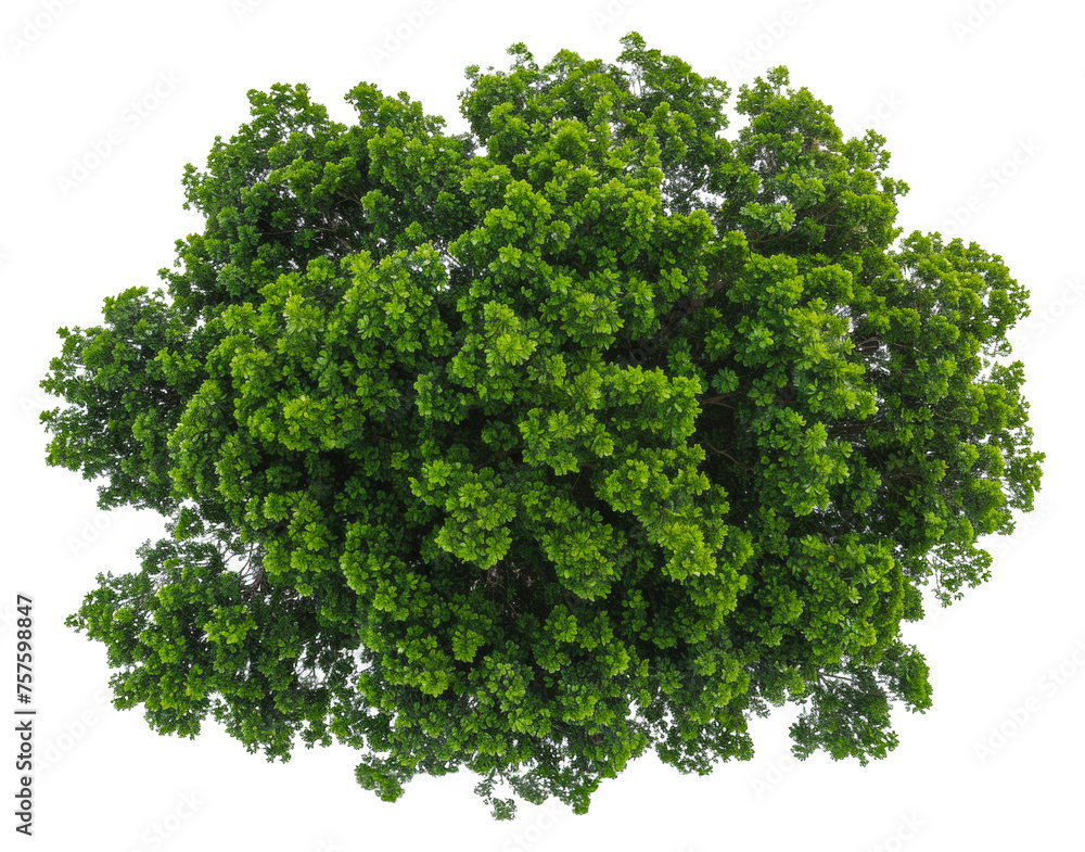 Lush green tree with dense foliage, cut out - stock png. Lush green tree with dense foliage, cut out - stock png.