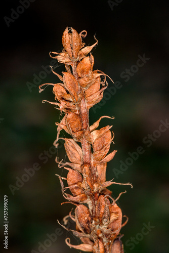 Quadro su tela Withered flowers, and one fruit; lesser broomrape (orobanche minor)