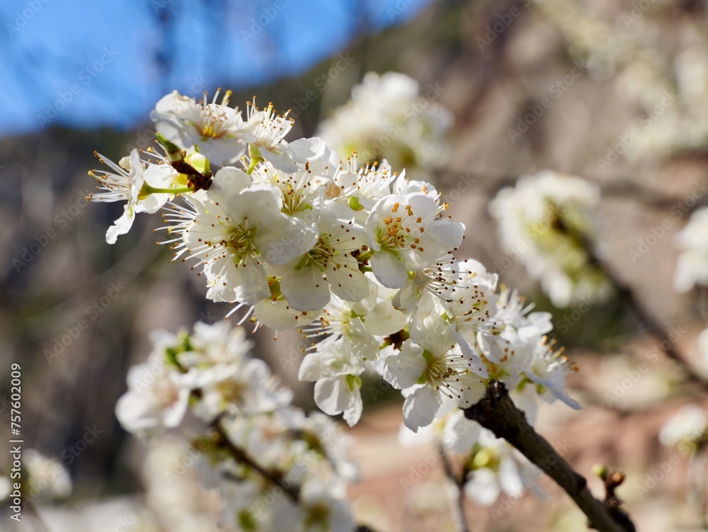Blooming plum tree (Prunus domestica), Spain Blooming plum tree (Prunus domestica), Spain
