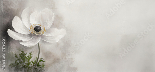 Biały kwiat zawilec. Tekstura grunge, puste miejsce