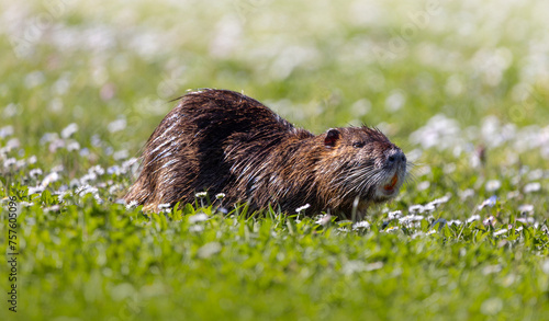 Coypus eating grass on the bank of a small river