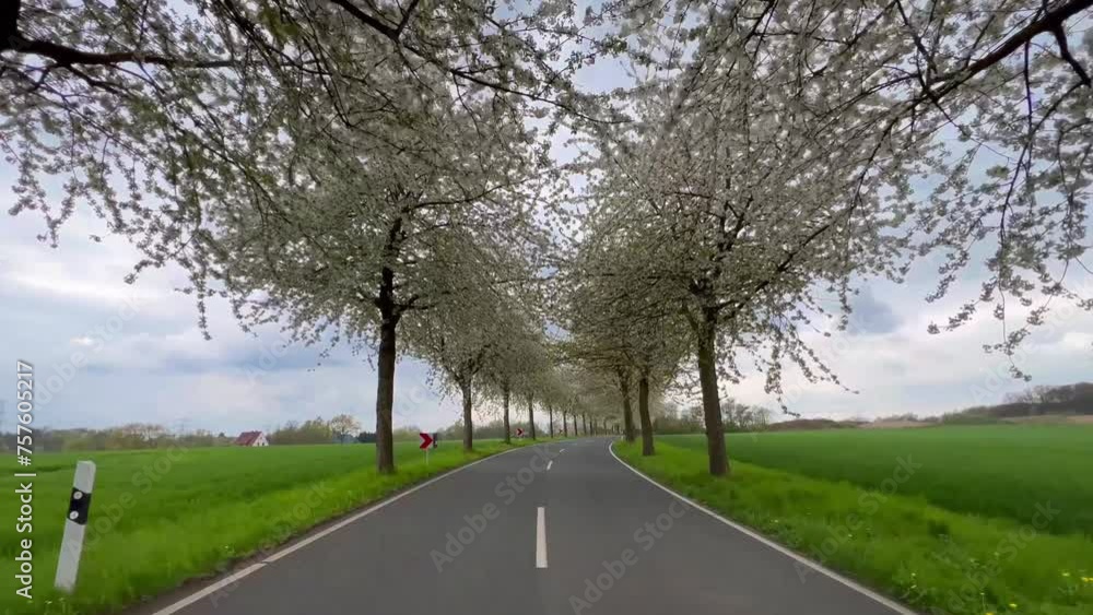 Spring landscape a road among blossoming cherry alley. Germany countryside Spring landscape a road among blossoming cherry alley. Germany countryside