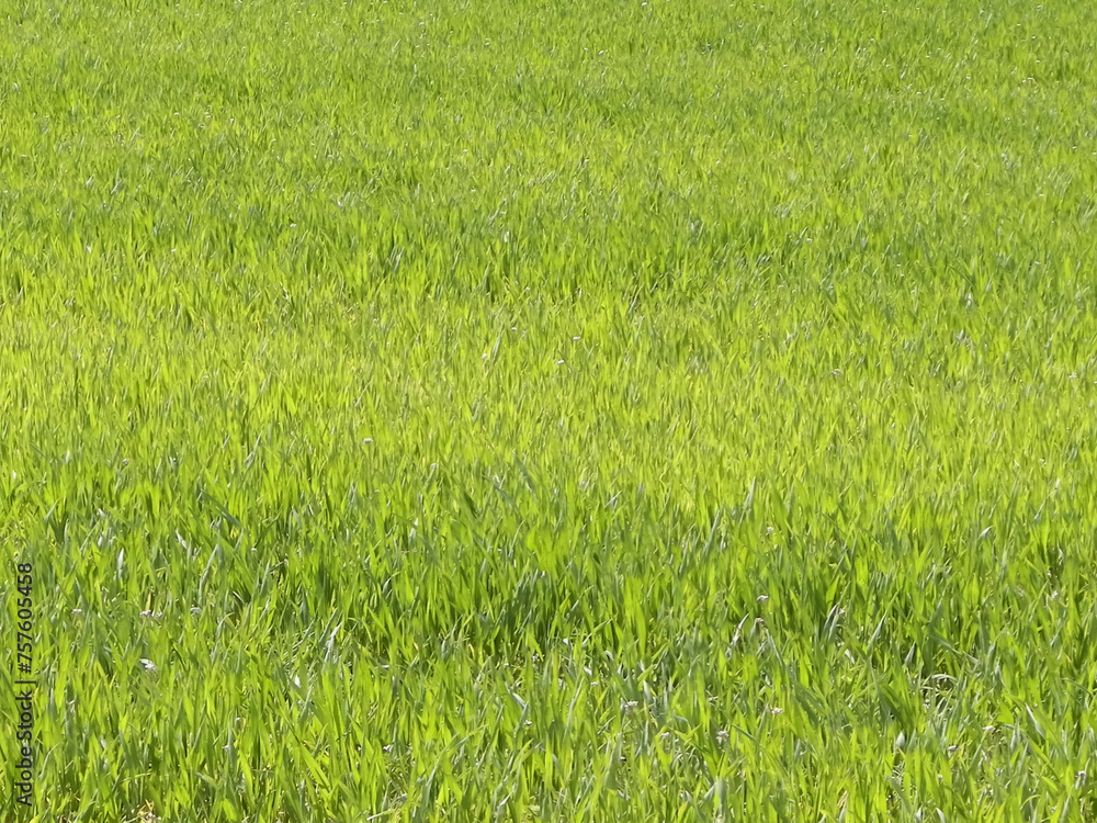 Close up of green grass as nature background. Close up of green grass as nature background.