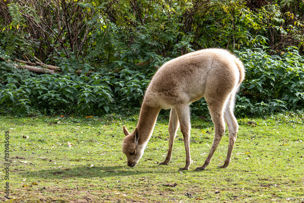 Fototapeta premium Vicunas, Vicugna Vicugna, relatives of the llama in a German park