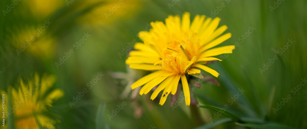 Naklejka premium Close up of yellow dandelions in the grass
