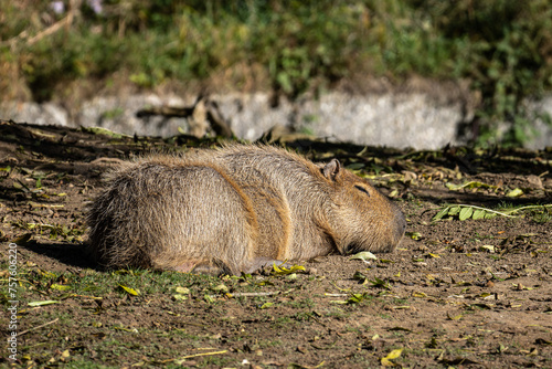 Capybara, Hydrochoerus hydrochaeris grazing on fresh green grass