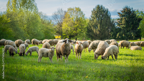Fototapeta Naklejka Na Ścianę i Meble -  Flock of sheep on the meadow 