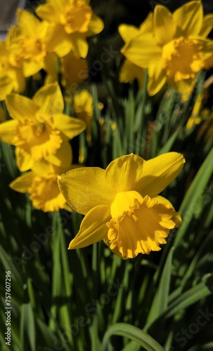Daffodils blooming in spring