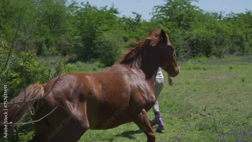 brown horse has a fit of happiness when he is with his owner, slow motion brown horse has a fit of happiness when he is with his owner, slow motion