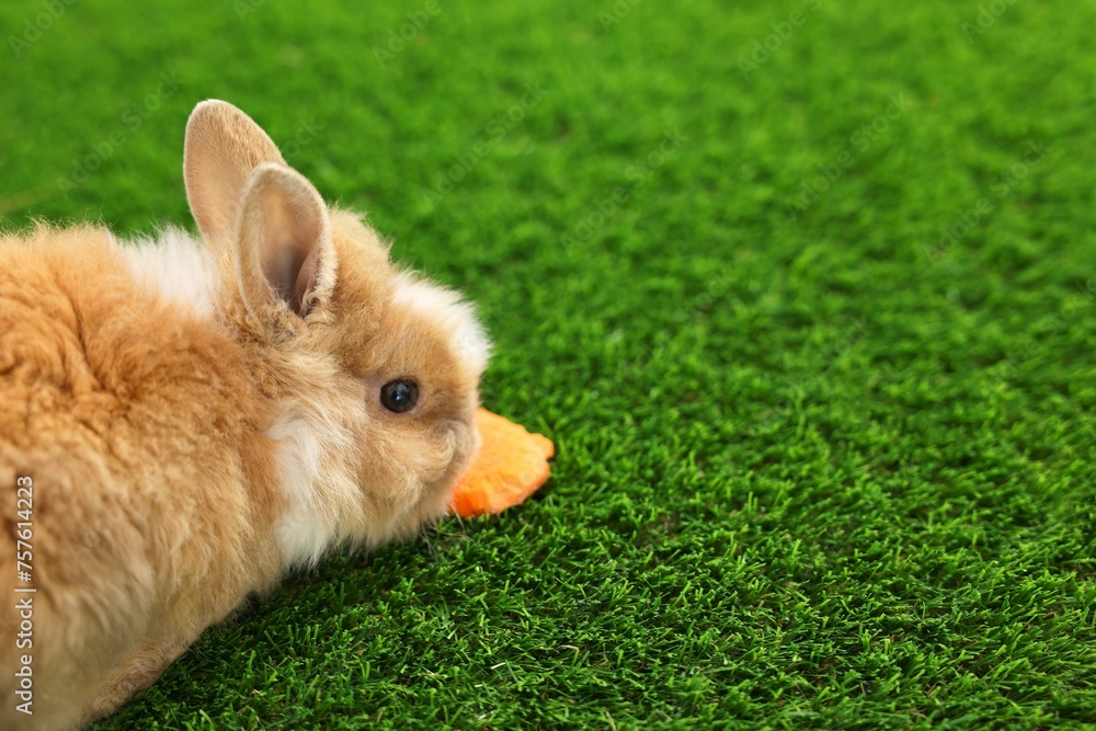 Cute little rabbit on grass. Space for text Cute little rabbit on grass. Space for text
