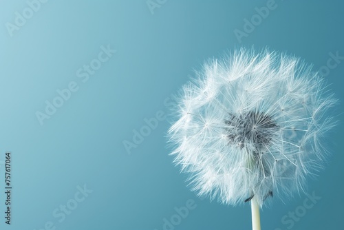 Dandelion releasing seeds in the wind against a clear blue sky.