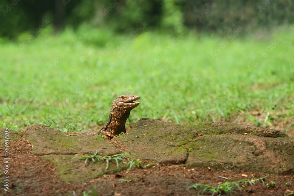Fototapeta premium a salvator lizard lurks from the rocks