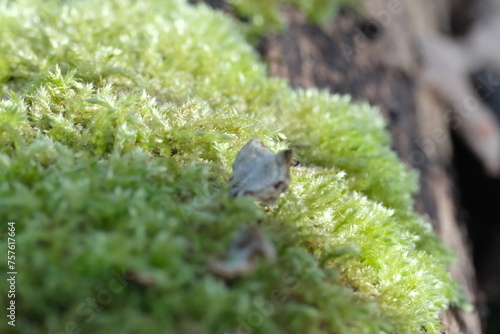 Mousse sur un tronc d'arbre