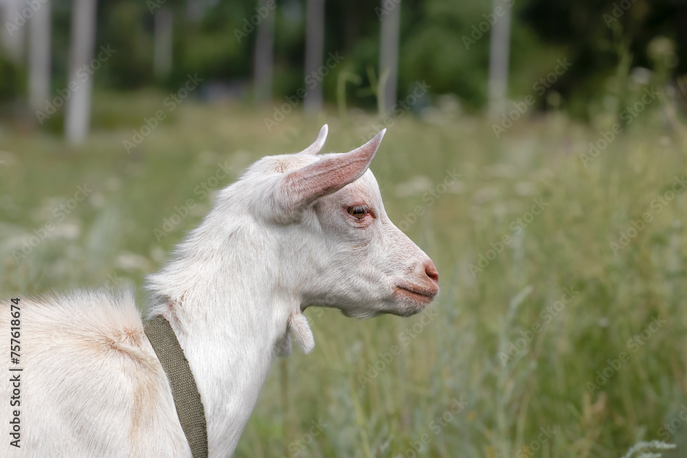 Fototapeta premium Portrait of a little goat. Cute with funny. Soft sunlight.