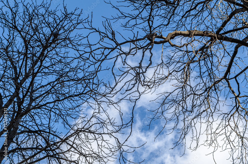 Leafless branches over blue sky background Leafless branches over blue sky background
