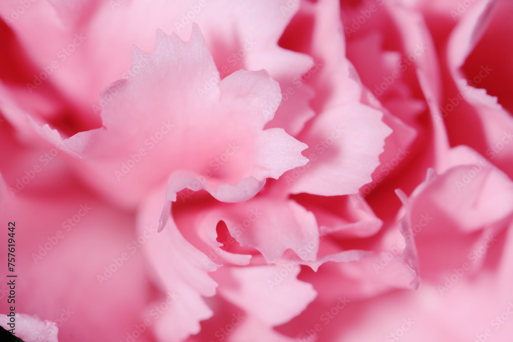Fototapeta premium Macro shot of Pink Carnation as background