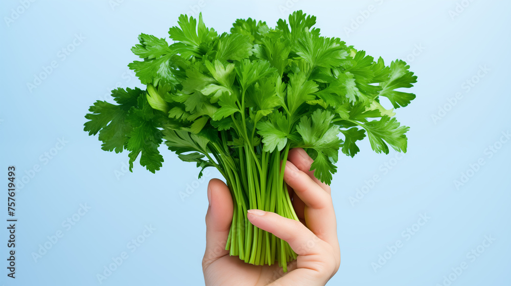 Fresh Green Parsley Leaves - Vegetables Collection Fresh Green Parsley Leaves - Vegetables Collection