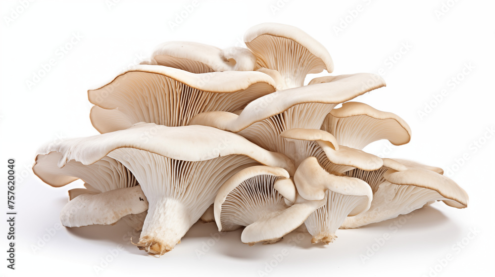 Fresh Oyster Mushrooms - Vegetables Collection Fresh Oyster Mushrooms - Vegetables Collection