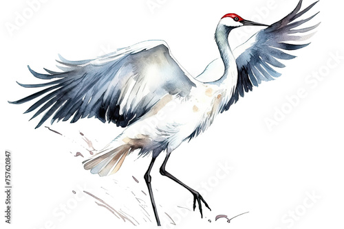 crane White illustration white background isolated watercolor photo
