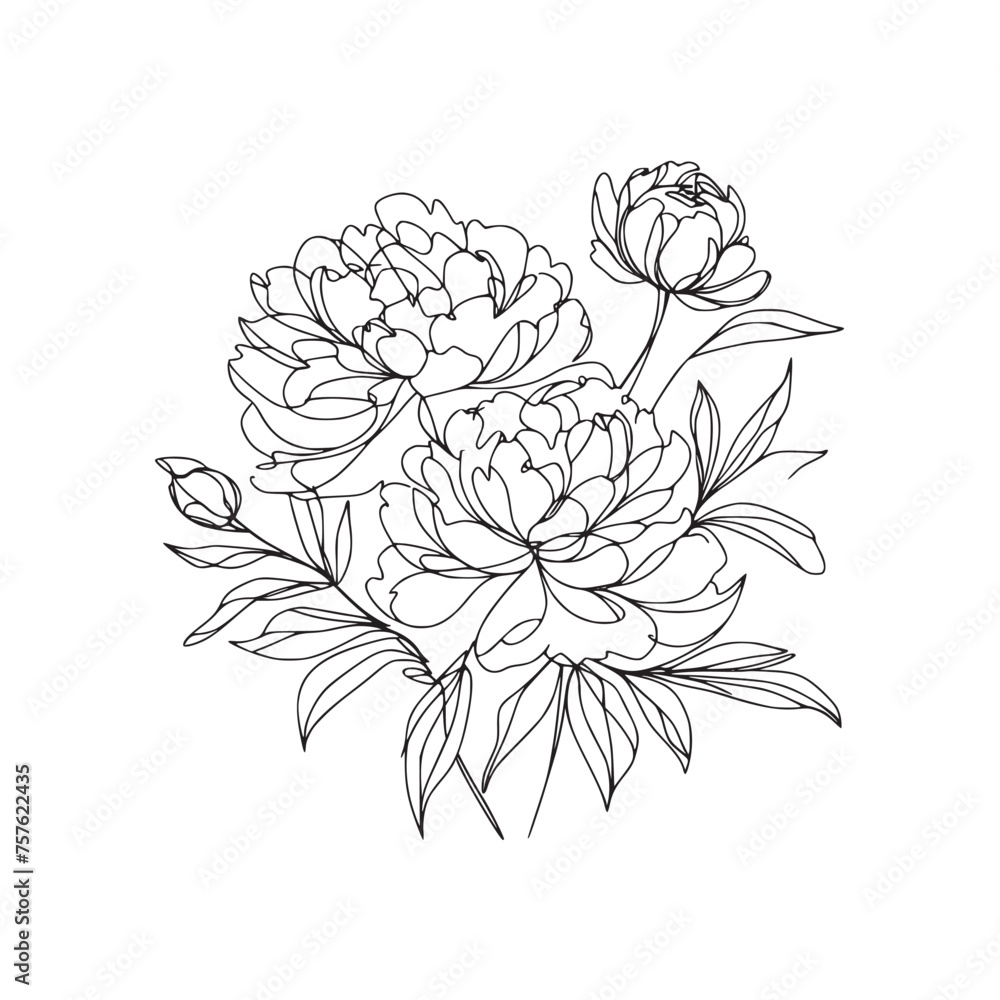 peony line art illustration peony flower