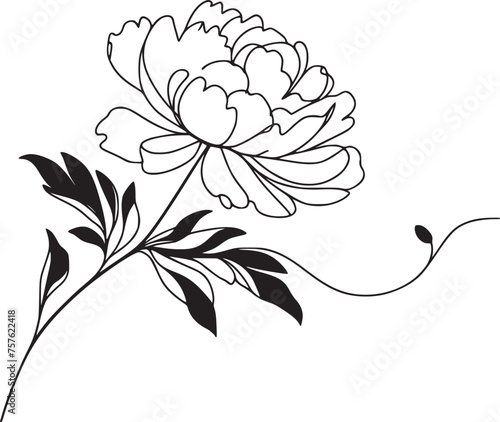 peony line art fine line peony flower hand drawing illustration