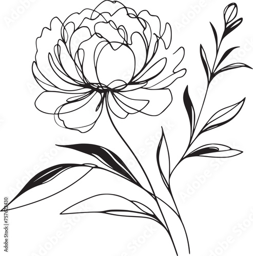 peony flower doodle illustration