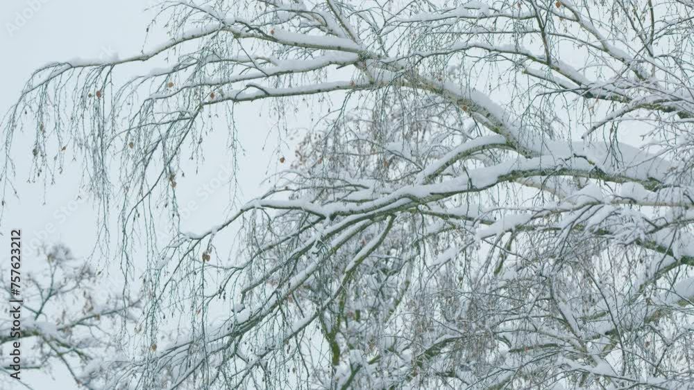 Tree Branches In Snow After A Snowfall. Leaves Snowy Covering Lie In Cold Forest. Tree Branches In Snow After A Snowfall. Leaves Snowy Covering Lie In Cold Forest.