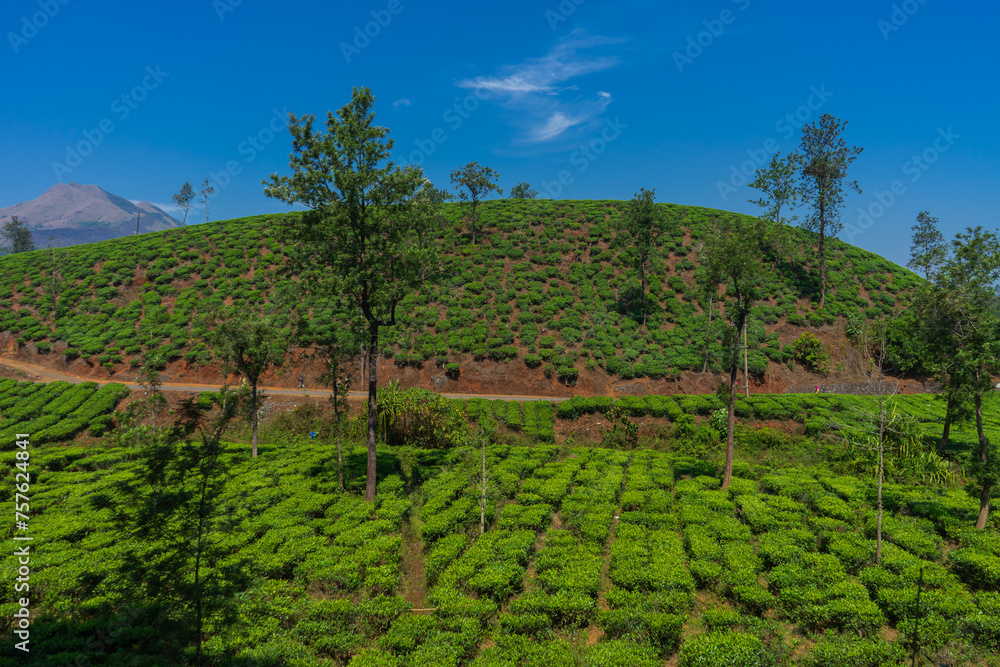 Tea plantations in Wayanad, Kerala, India