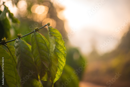 dew on the leaves with bokeh background