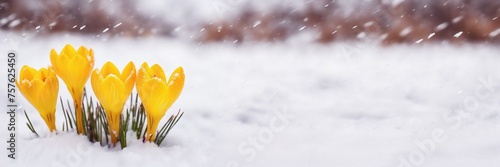 Early spring crocus. March snow melt. Winter day nature. First bud flower. Plant garden background. floral leaf close up macro. april bloom. cold white frost ice. new green grass growth. beauty light